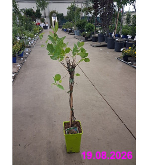Lonicera heckrottii 'Goldflame' RP 1,6 L